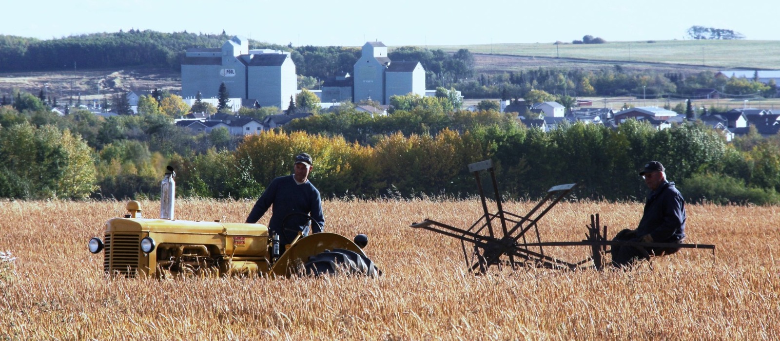 Old tractor swathing wheat field