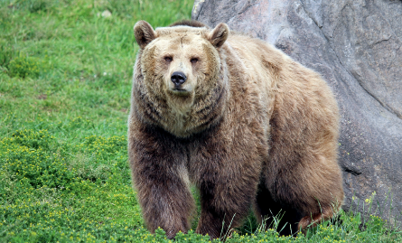 Grizzly bear