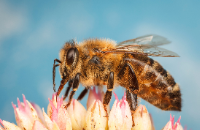 Honeybee gathering pollen on flower