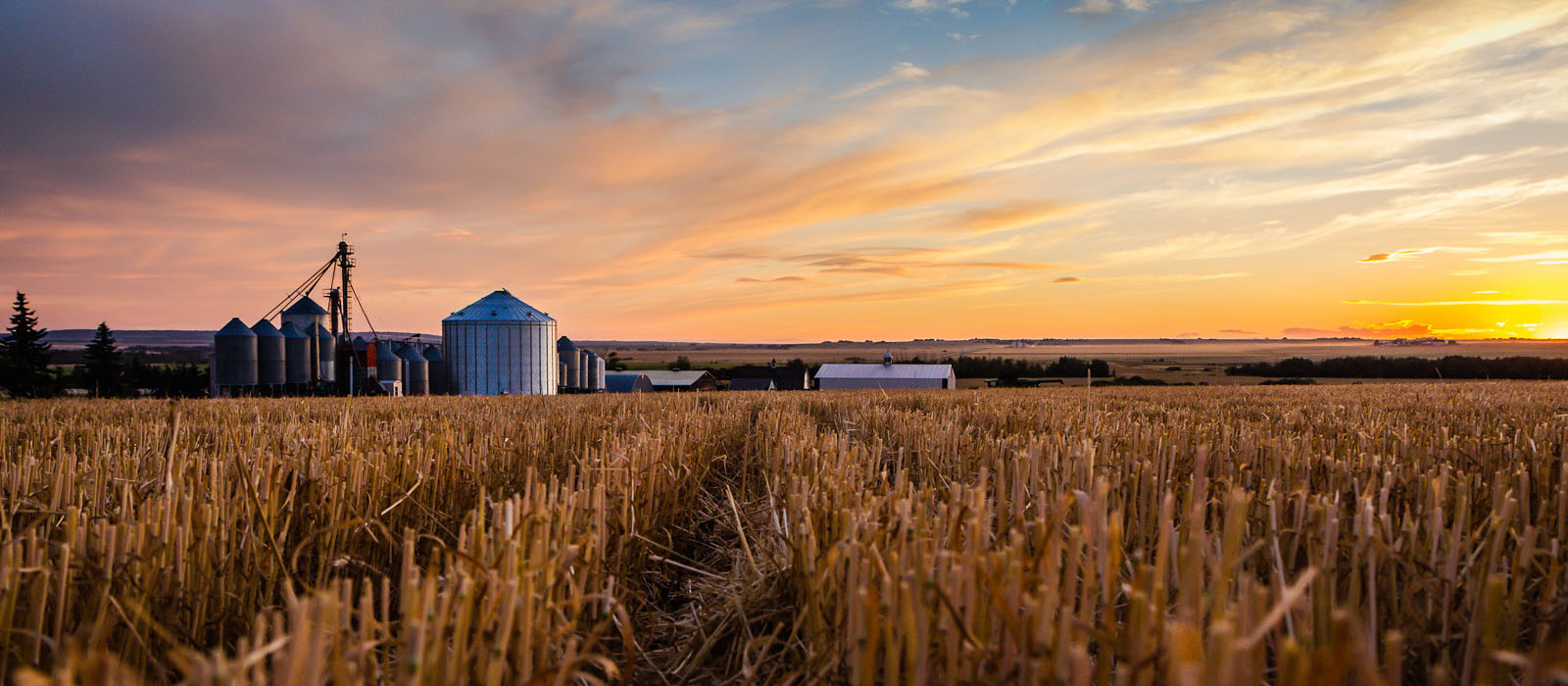 sun setting on a crop
